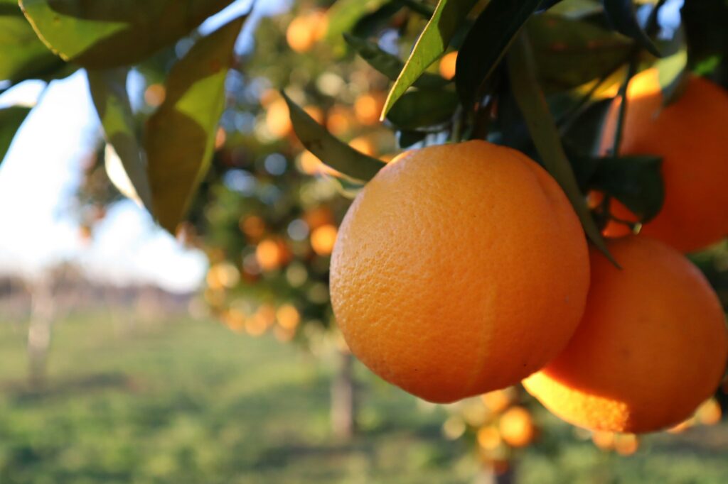 Oranges ripening on the tree