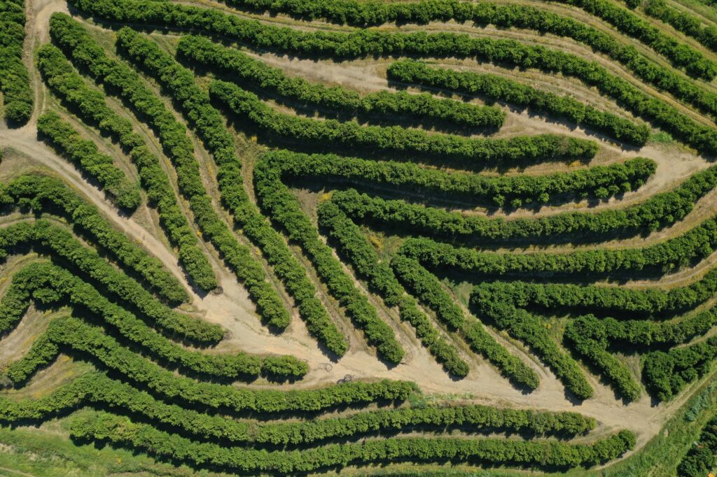 Aerial view of a Citri&Co citrus plantation